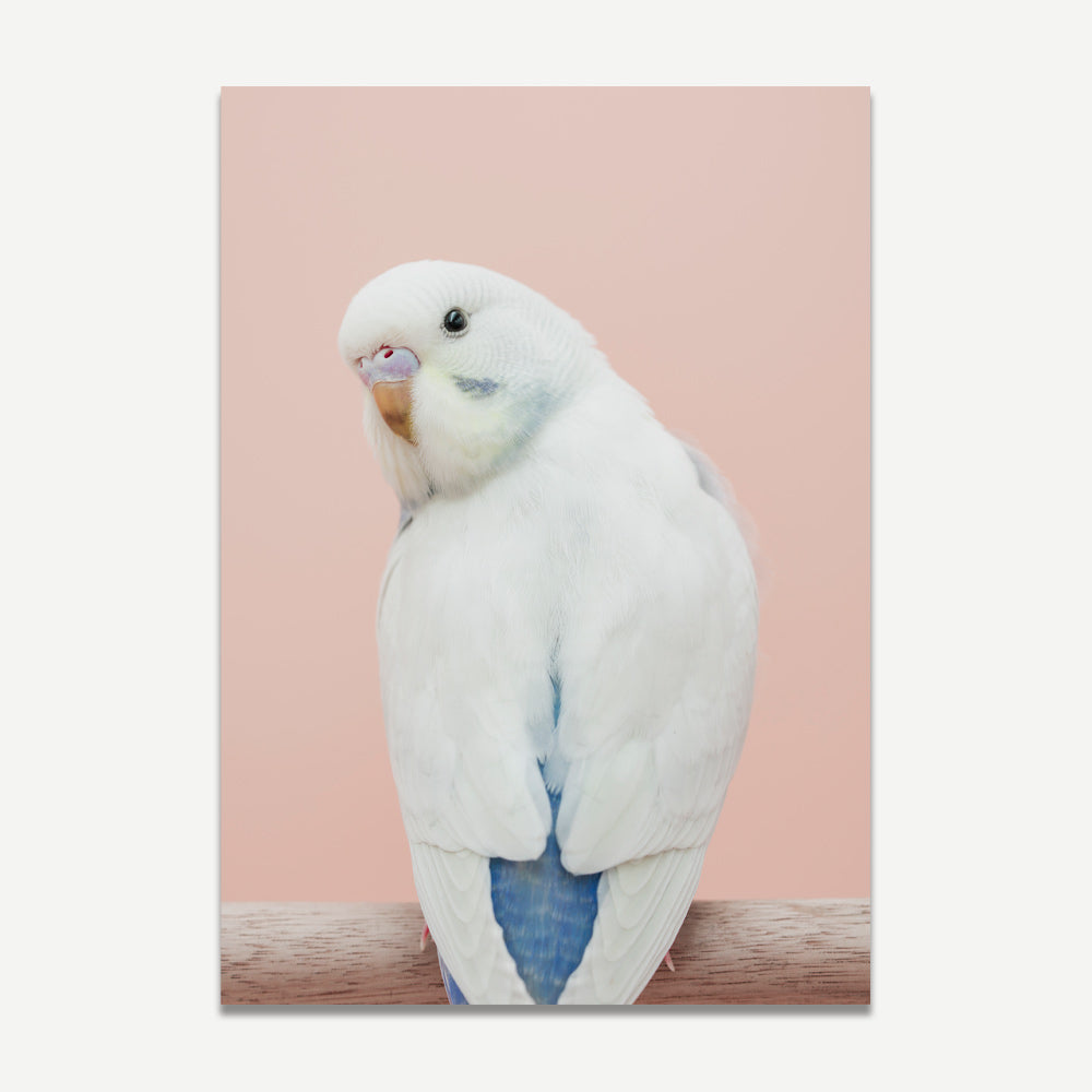 Baby Violet Budgie Art Print