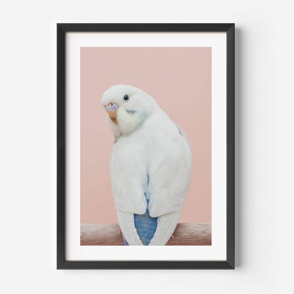 Baby Violet Budgie Art Print
