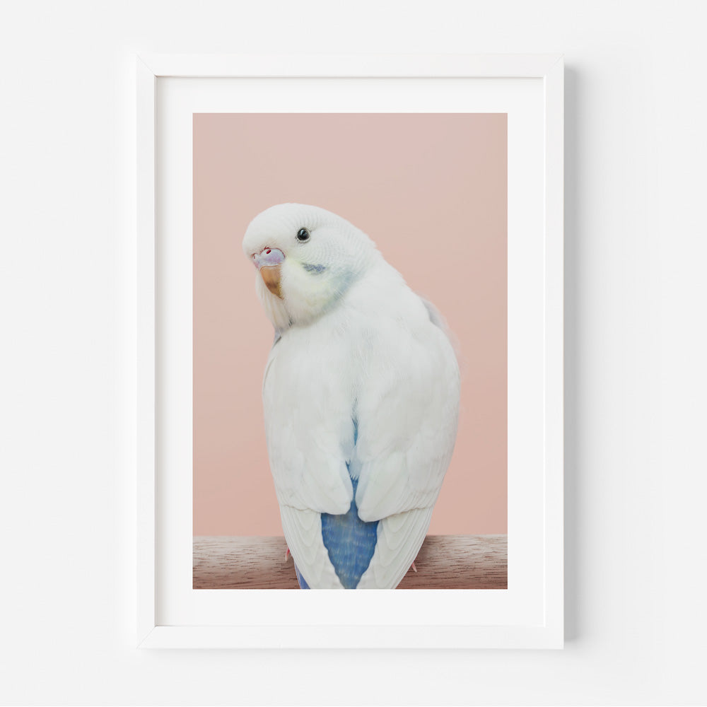 Baby Violet Budgie Art Print