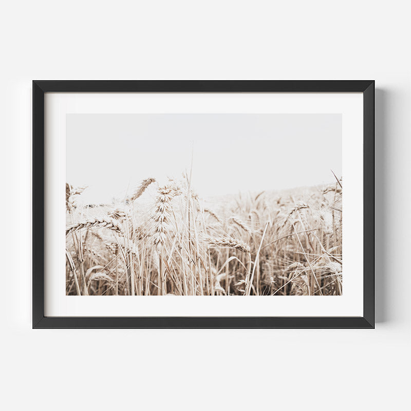 Barley Field I Art Print
