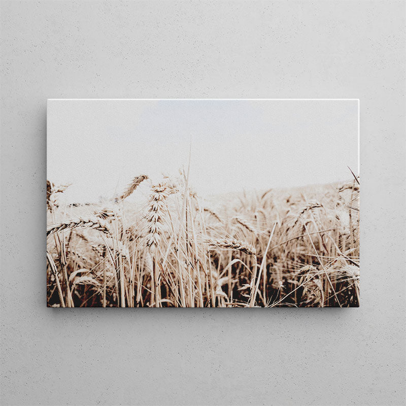 Canvas print of a field with tall grass on a gray wall