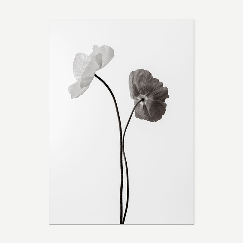 Black and White Poppy Fine Art