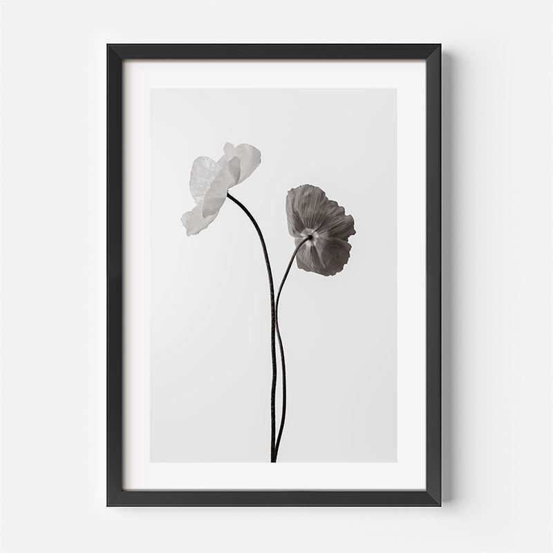 Black and White Poppy Fine Art