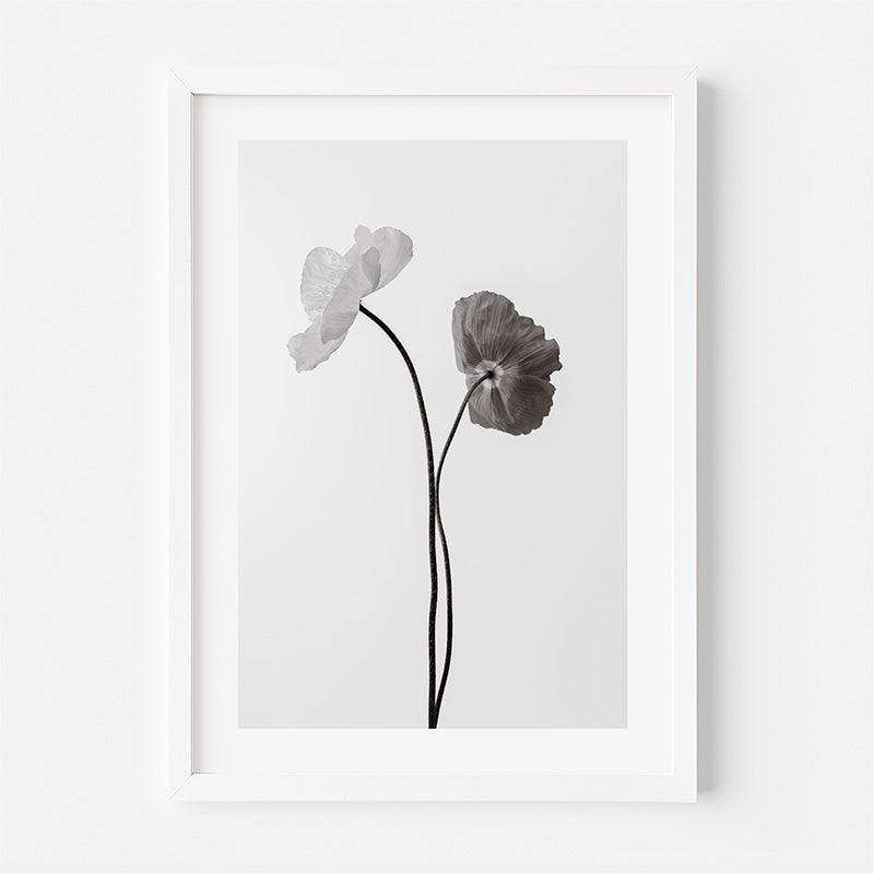 Black and White Poppy Fine Art