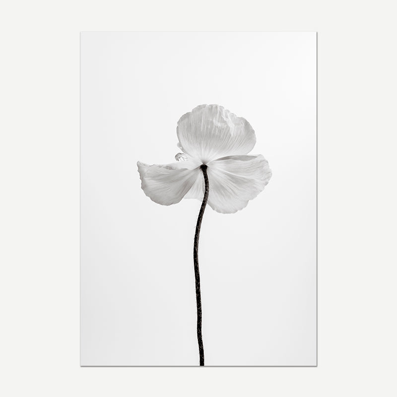 Black and White Delicate Poppy Fine Art