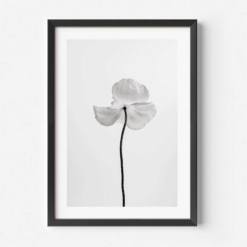 Black and White Delicate Poppy Fine Art