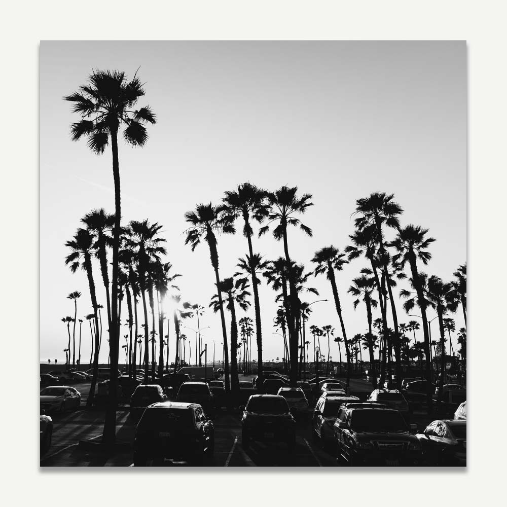 BW Balboa Palms Art Print