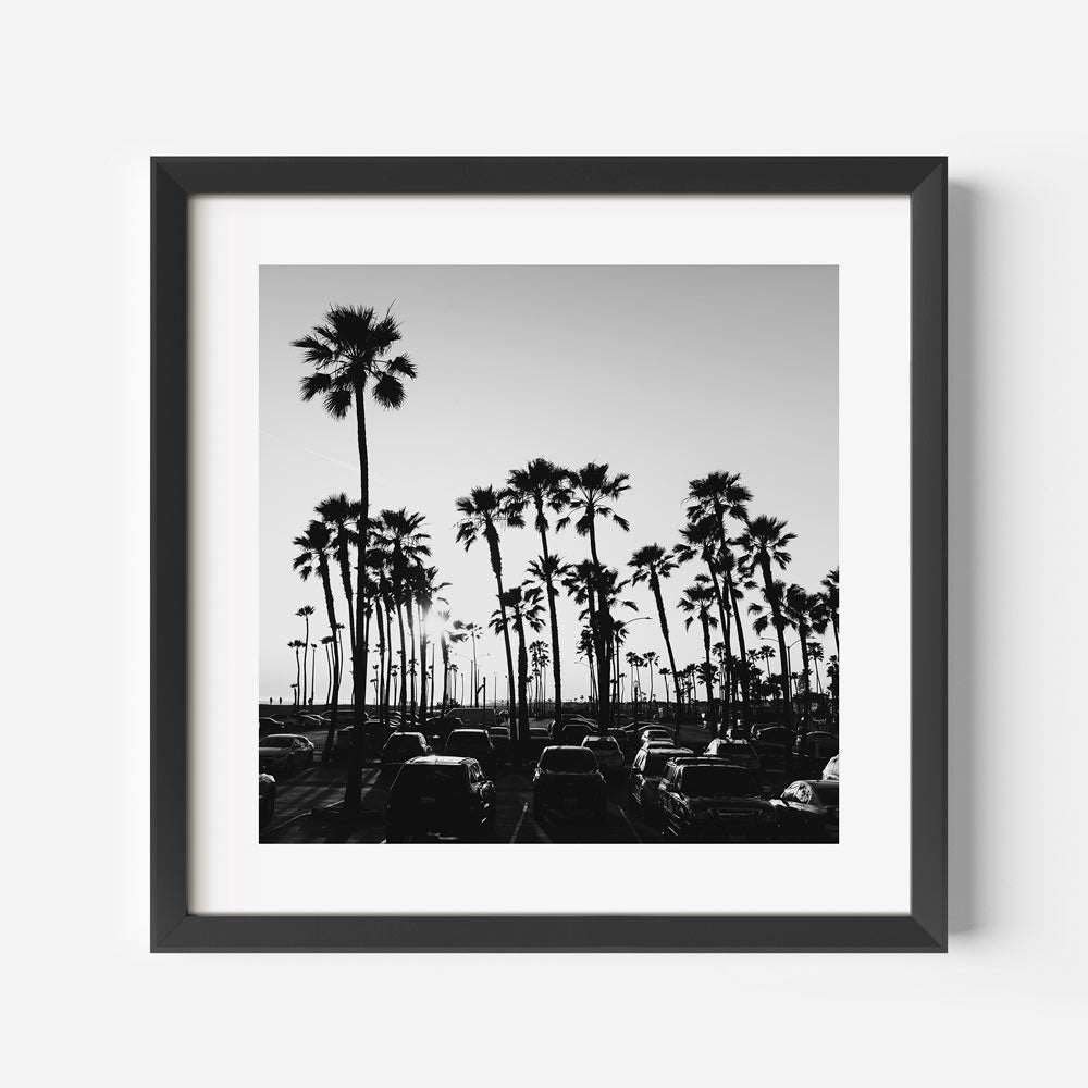 BW Balboa Palms Art Print
