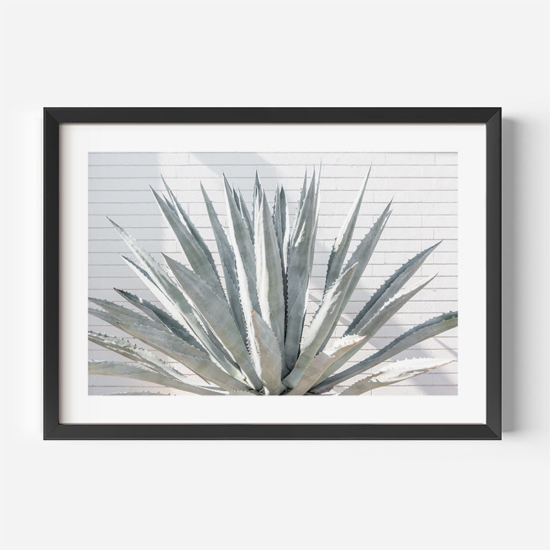 Blue Agave cacti  in Palm Springs, framed photo for wall art decor