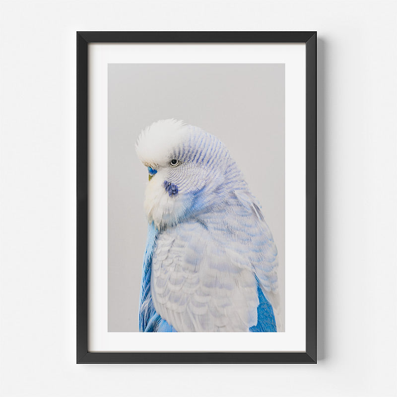 Framed artwork of a blue and white parrot on a gray background