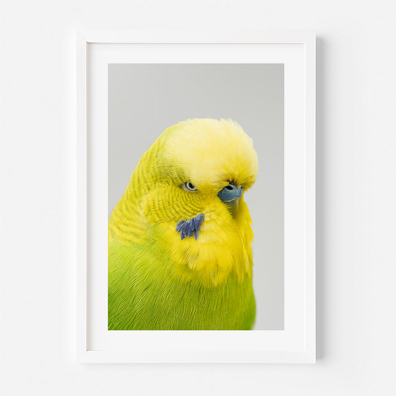 Framed photograph of a yellow parakeet on a light grey background