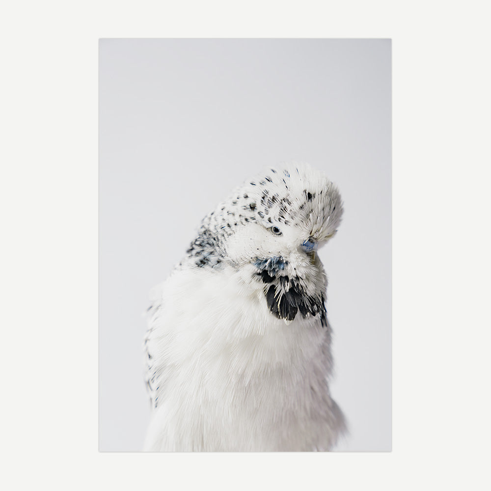 Texas Clear Body Budgerigar Art Print