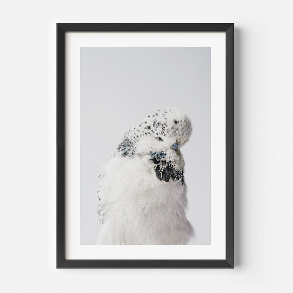 Texas Clear Body Budgerigar Art Print