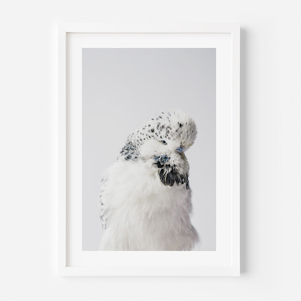 Texas Clear Body Budgerigar Art Print