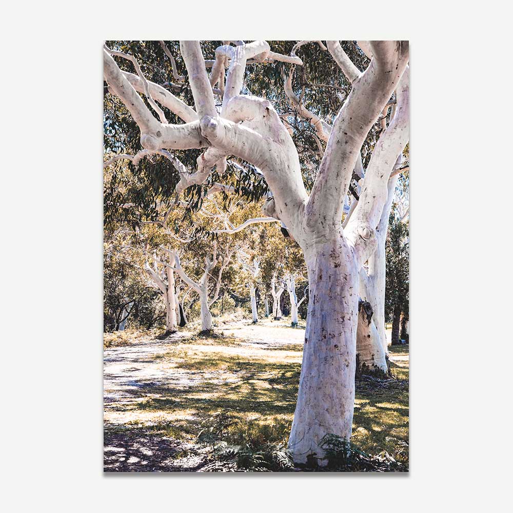 Gum tree print