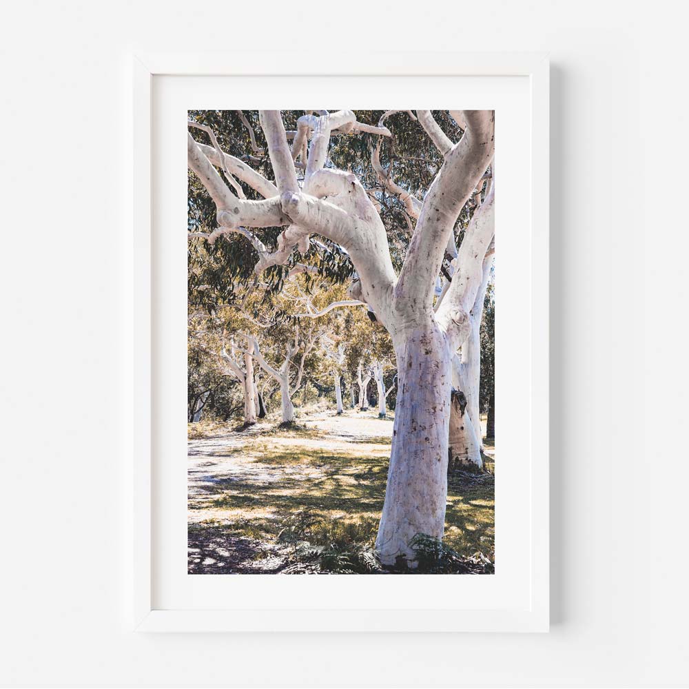 Callala Gums II Art Print