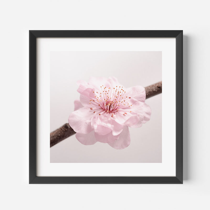 Cheery Blossom SQ