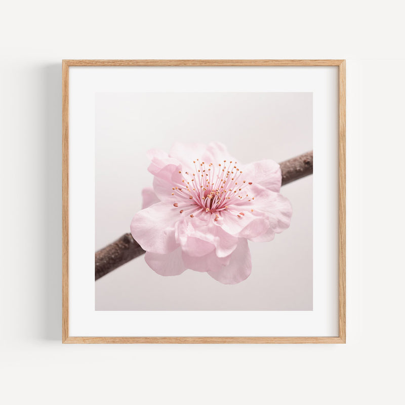 Cheery Blossom SQ