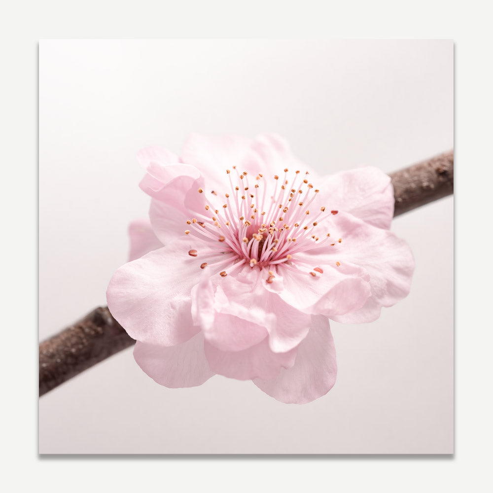 Cheery Blossom SQ