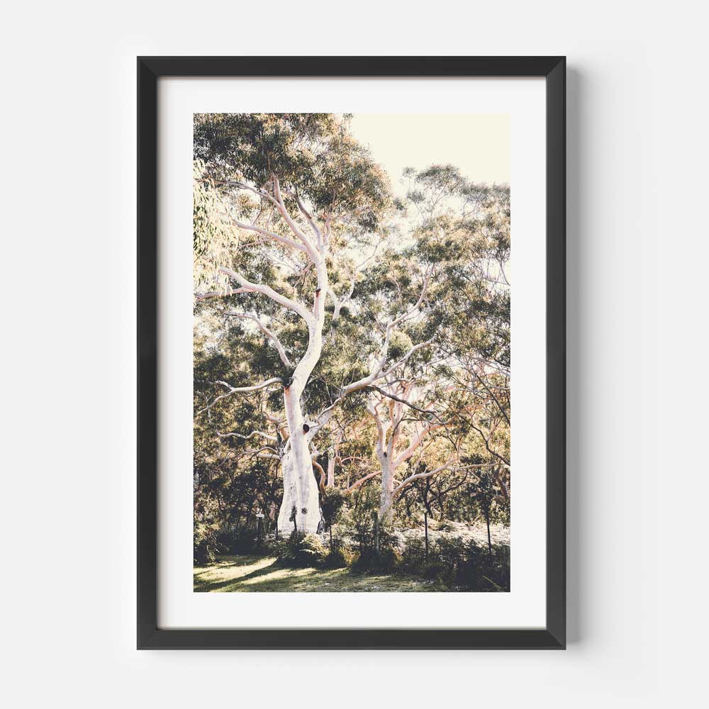Oblongshop's framed photo showcases the picturesque Callala Bay, New South Wales, Australia.