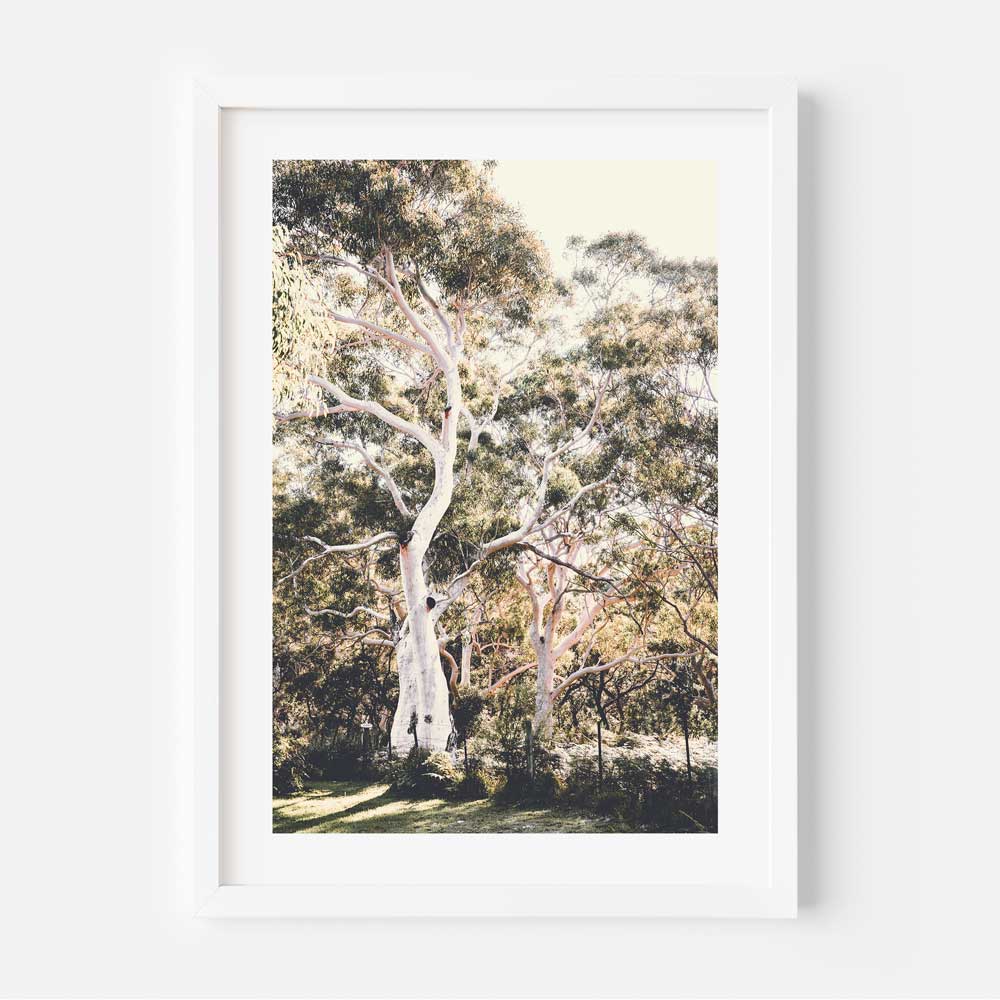 Australian trees in white frame - Wall art decor from Oblongshop, showcasing the beauty of Callala Bay, New South Wales, Australia.