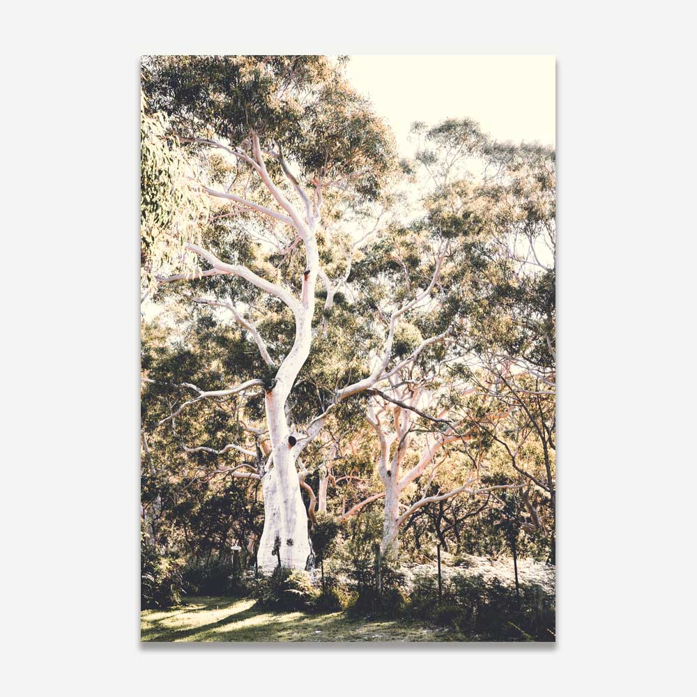 Framed photo of Australian trees - Oblongshop's wall art decor brings the natural beauty of Callala Bay, New South Wales, Australia, to your space.