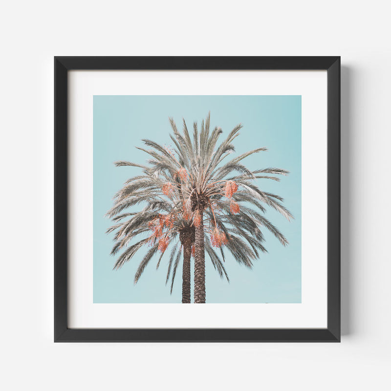 Costa Mesa Palm SQ