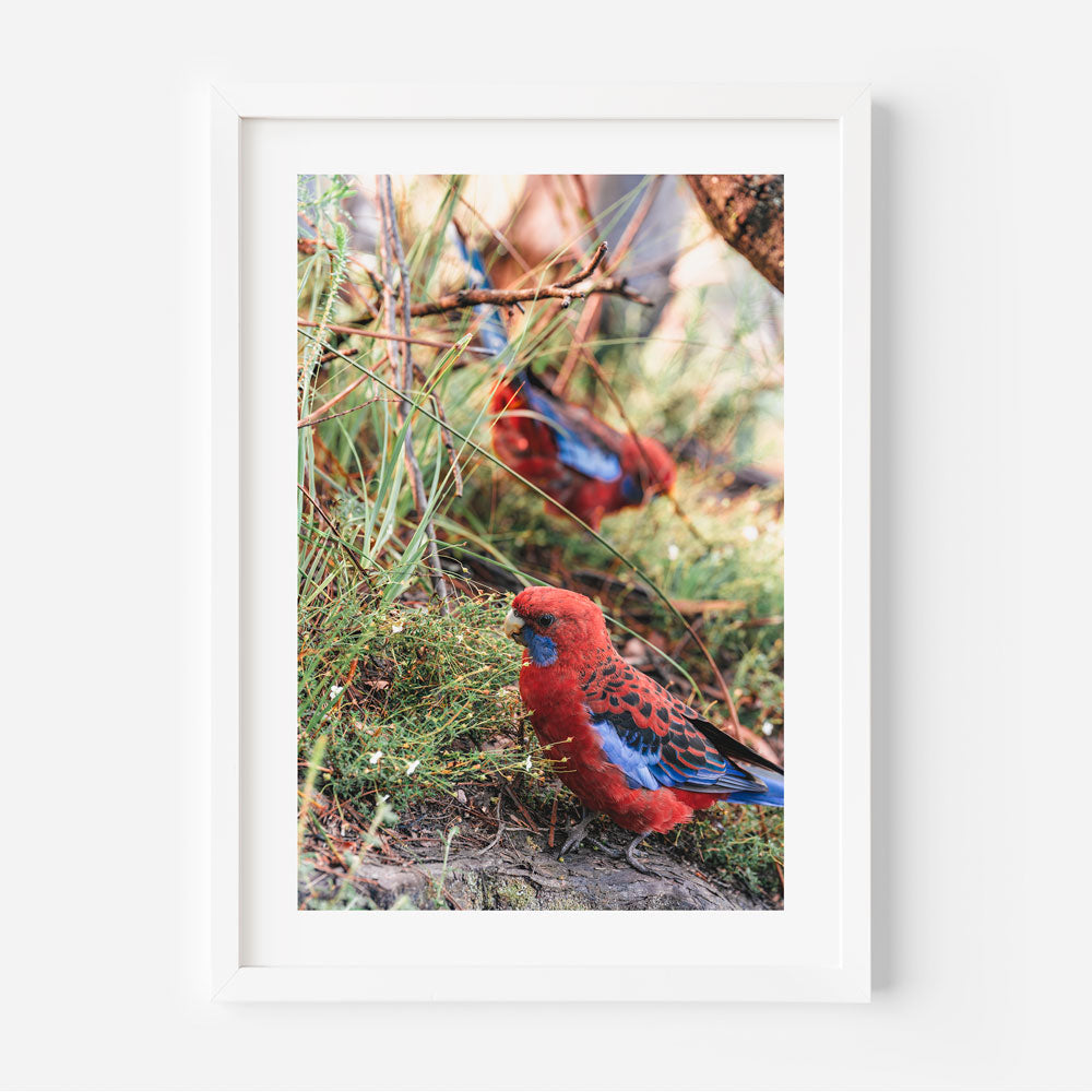 Stunning wall art of Crimson Rosellas in the Blue Mountains, Australia, perfect for home decor.