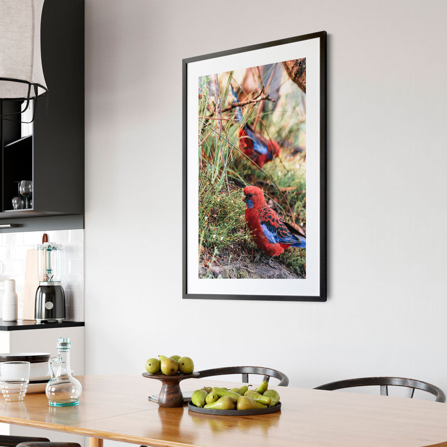 Captivating scene of Crimson Rosellas, ideal for nature-themed wall art and canvas prints.