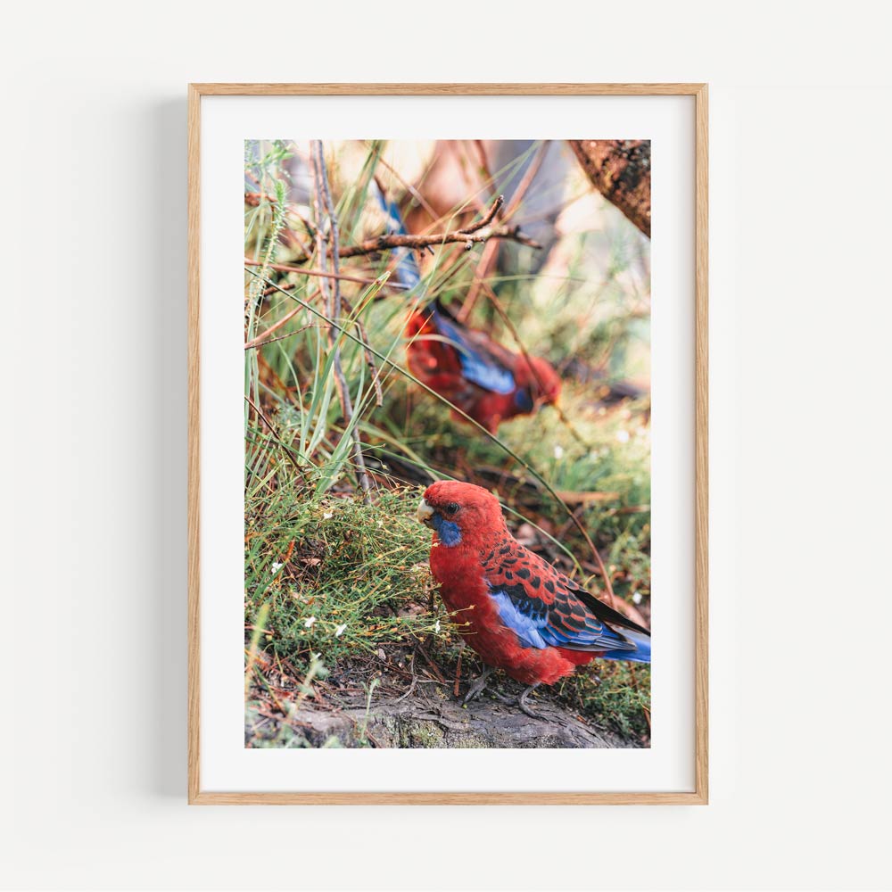 Serene image of Crimson Rosellas, perfect for real photography decor and wall art.