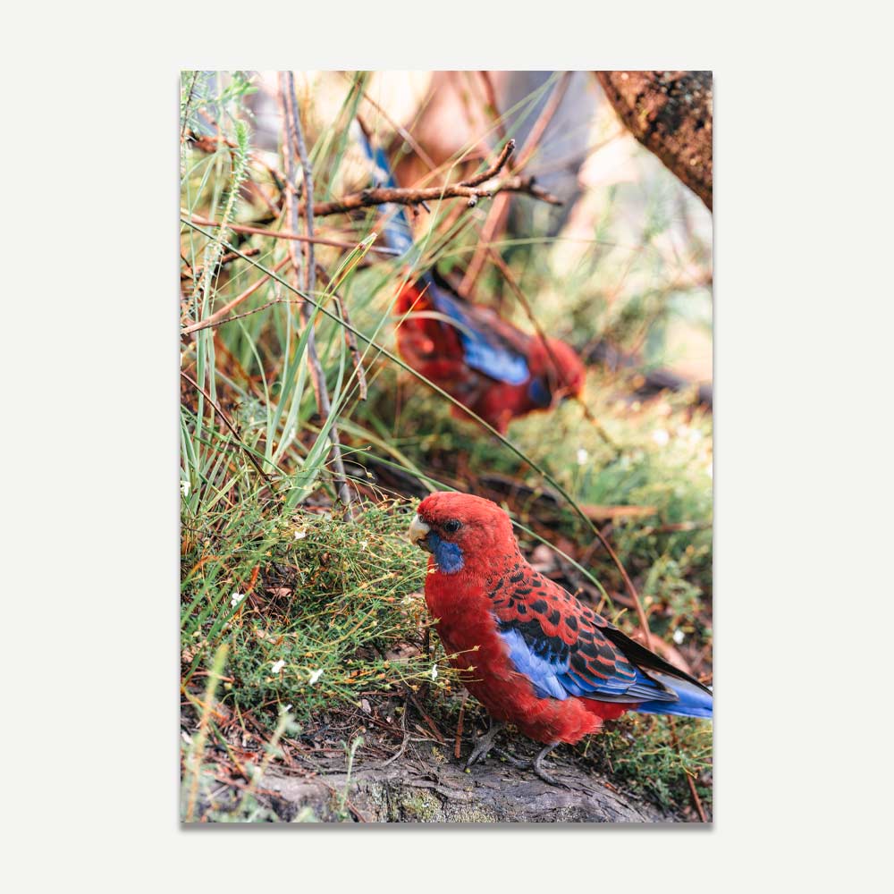 Stylish photo of Crimson Rosellas, adding natural charm to your home decor and wall art.