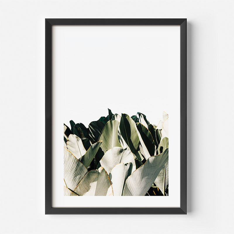 Framed artwork of cuban cigar leaves on a white background