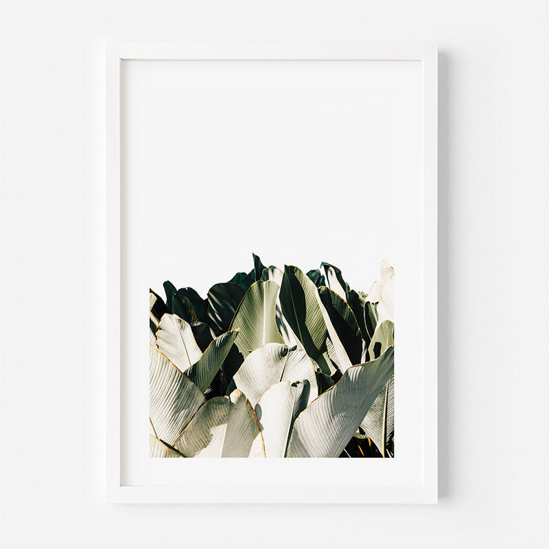 Framed artwork of cuban cigar leaves on a white background