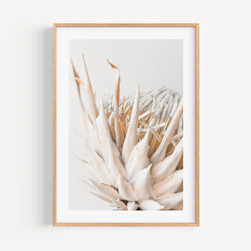 Dry Protea II