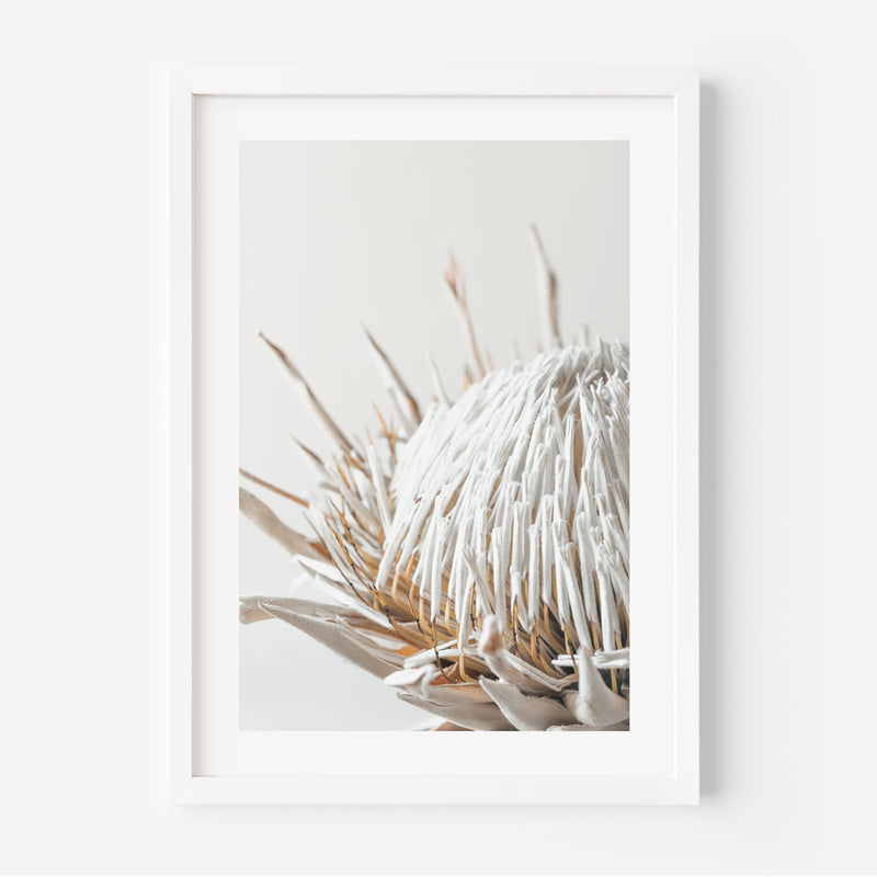 Set of 3 - Dry Protea I,II & III