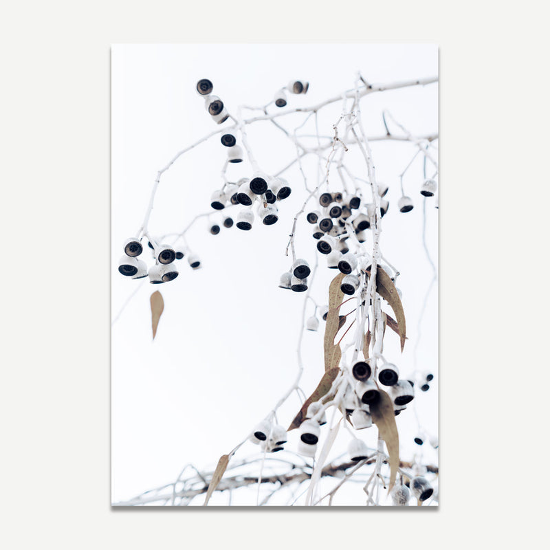Eucalyptus Nuts I