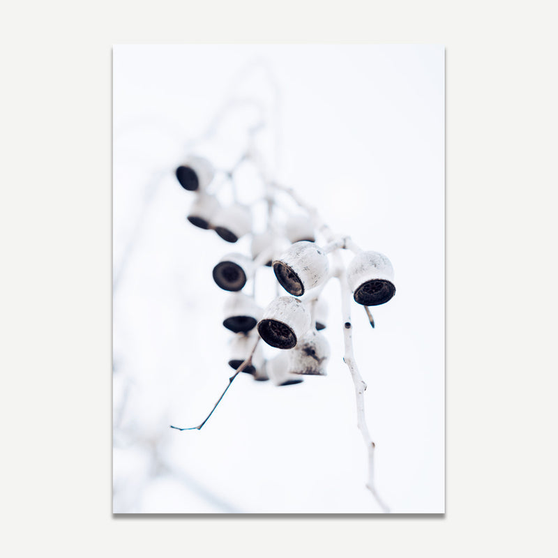 Eucalyptus Nuts II
