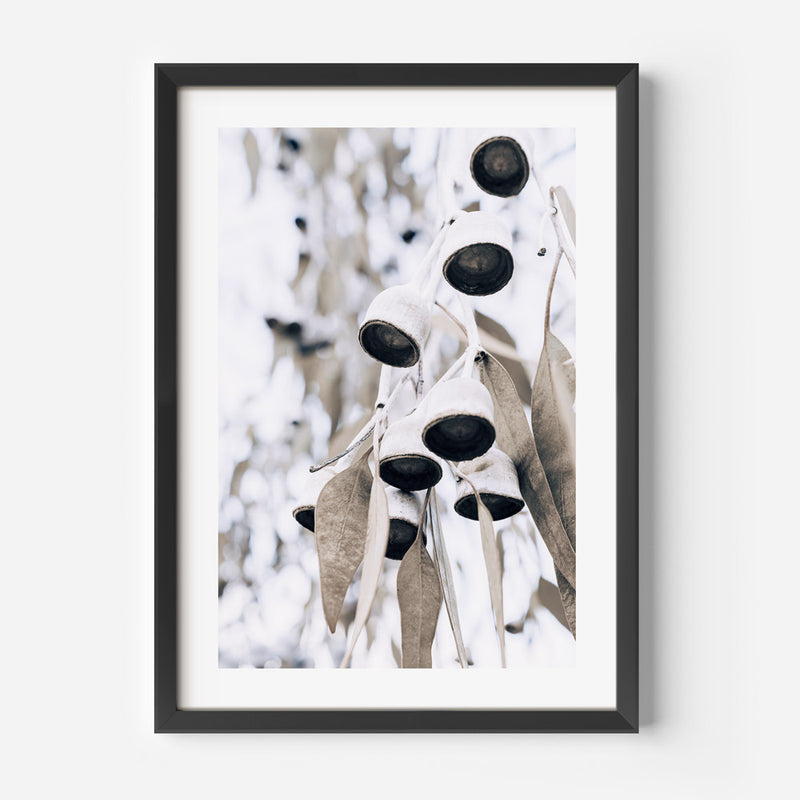 Eucalyptus Nuts III