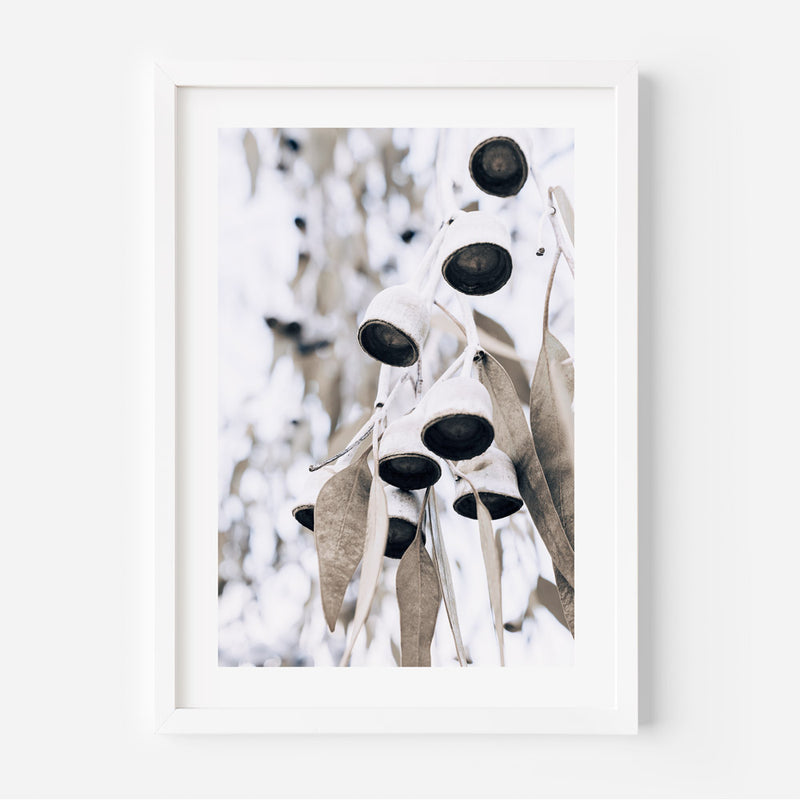 Eucalyptus Nuts III