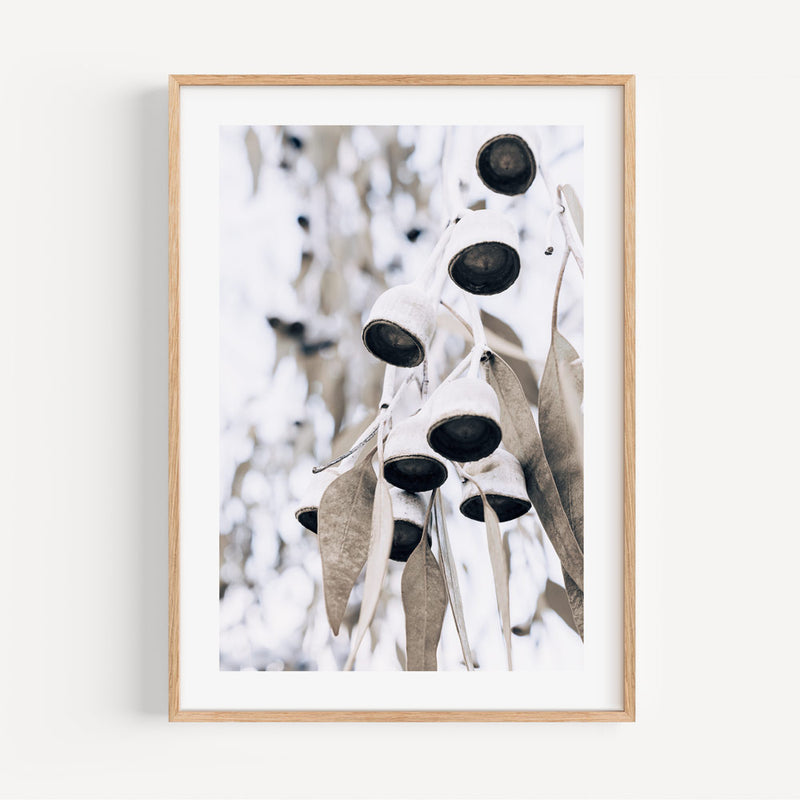 Eucalyptus Nuts III