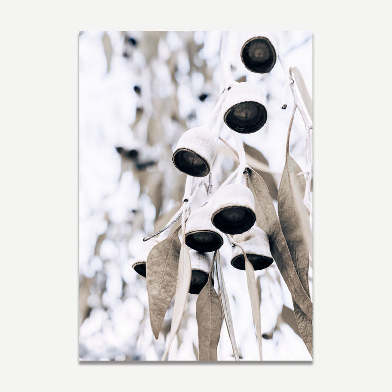 Eucalyptus Nuts III
