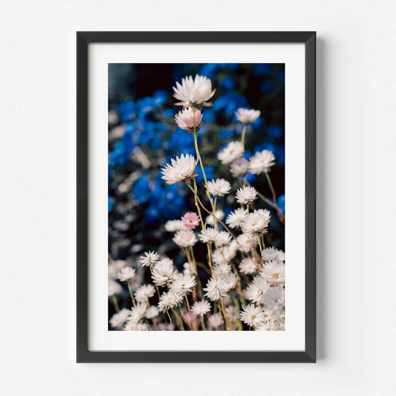 Everlasting Daisy