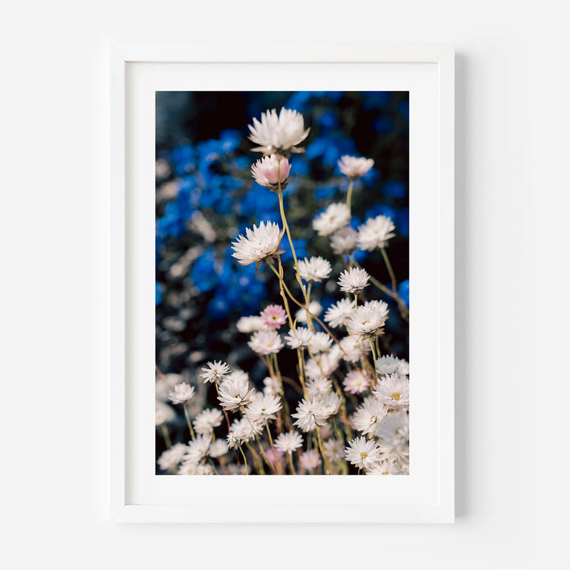 Everlasting Daisy