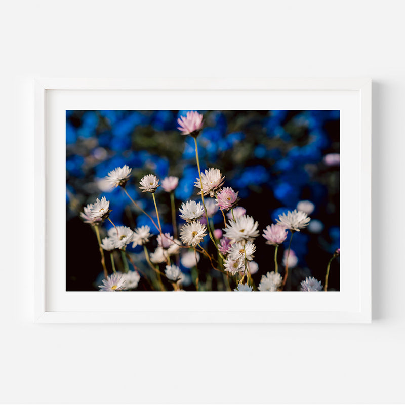 Everlasting Daisy L