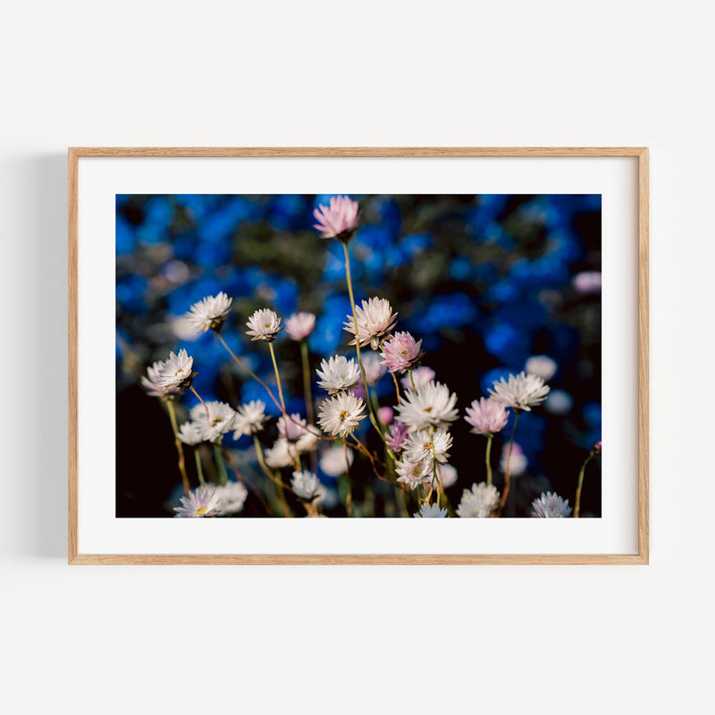 Everlasting Daisy L