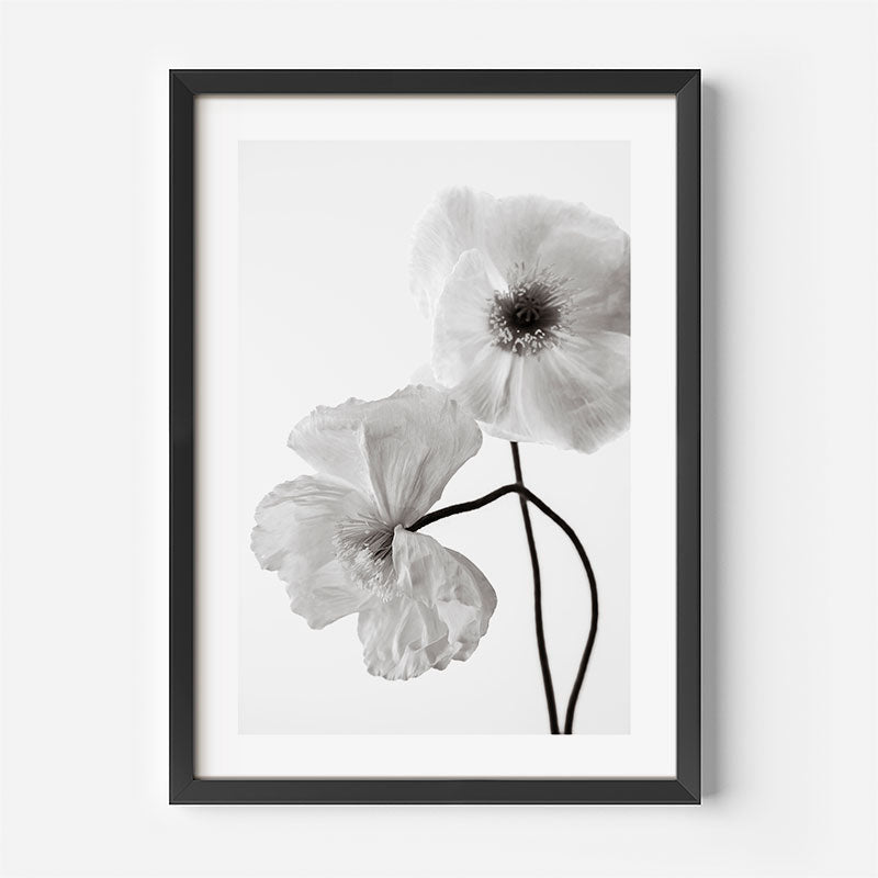 Fine Art Black and White Heavenly Poppies