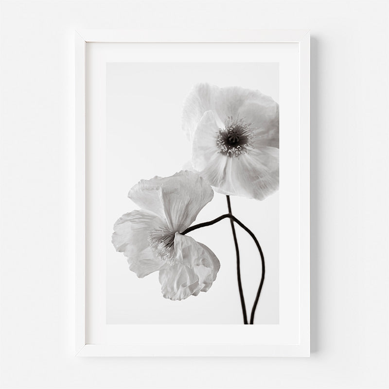 Fine Art Black and White Heavenly Poppies