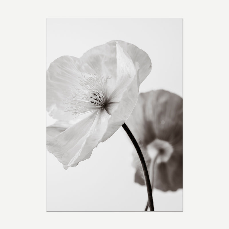 Fine Art Black and White Poppy Duo