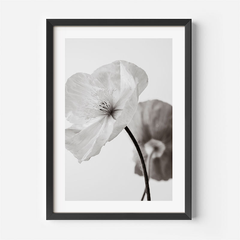 Fine Art Black and White Poppy Duo
