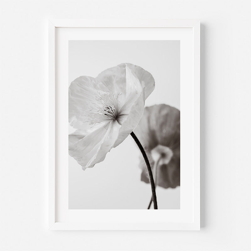 Fine Art Black and White Poppy Duo